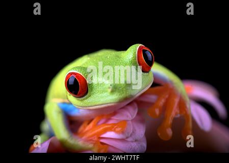 The red-eyed tree frog perched at red flowers Stock Photo