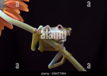 White lipped tree frog perched on a flower Stock Photo