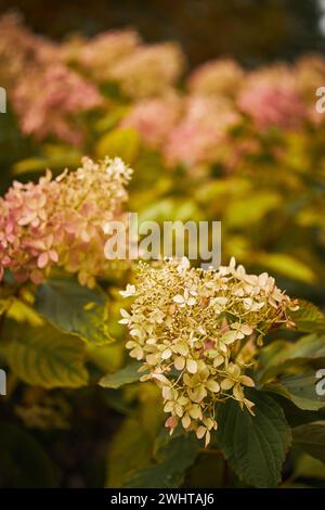 Hydrangea Arborescens or Smooth Hydrangea, flowers in autumn park. Stock Photo