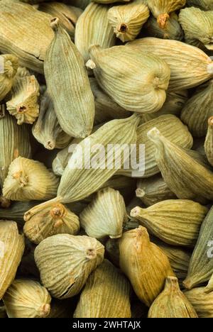 Cardamom pods (Elettaria cardamomum), Zingiberaceae. Aromatic spice, capsules and seeds. Stock Photo