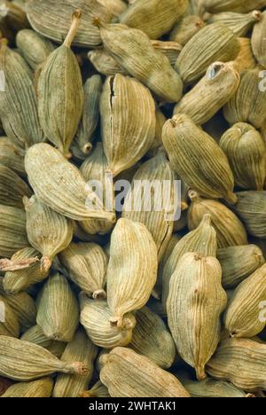 Cardamom pods (Elettaria cardamomum), Zingiberaceae. Aromatic spice, capsules and seeds. Stock Photo