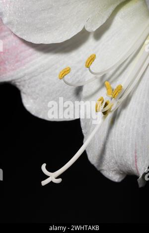 Macro Close Up Amaryllis Amarilis Apple Blossom Flower Head Pistil And Reproductive Organs Stock Photo