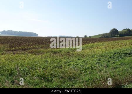 Solanum tuberosum, potato Stock Photo