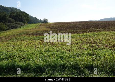 Solanum tuberosum, potato Stock Photo