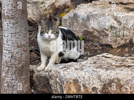 beautiful cat sits on the stones and looks Stock Photo