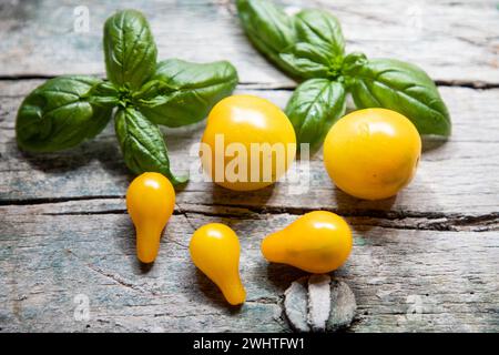 Yellow cherry tomatoes and basil Stock Photo