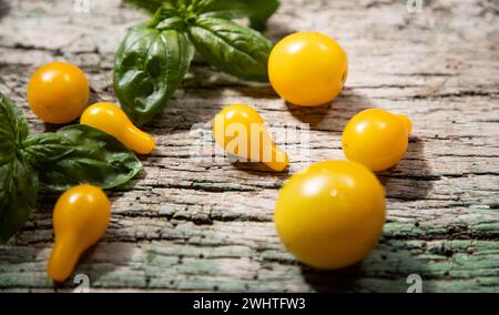 Yellow cherry tomatoes and basil Stock Photo