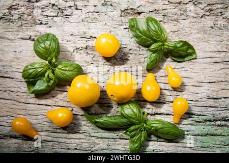 Yellow cherry tomatoes and basil Stock Photo