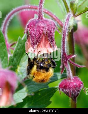 Tree Bumblebee Bombus hypnorum feeding on Water Avens flower Geum rivale in Lathkill Dale in the Derbyshire Peak District UK Stock Photo