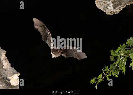 Western barbastelle (Barbastella barbastellus) in flight, Thuringia, Germany Stock Photo