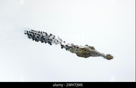 Nile crocodile (Crocodylus niloticus) in water with reflection, Kruger National Park, South Africa Stock Photo