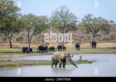 African elephant (Loxodonta africana), bull standing in the water at a lake, herd with young animals in the background, Kruger National Park, South Stock Photo