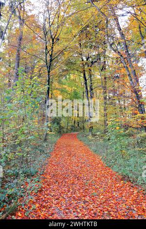 Weg durch herbstlichen Buchenwald, bedeckt mit rotem Buchenlaub * a path, covered by red autumn leaves  leads through autumnal forest Stock Photo