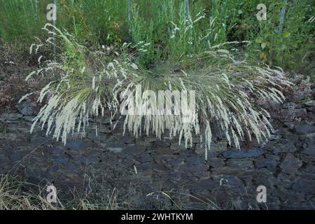 Hairy melic (Melica ciliata) on stone wall in vineyards, perennial, hanging down, tuft of grass, nature, Valwig, Cochem, Moselle, Lower Moselle Stock Photo