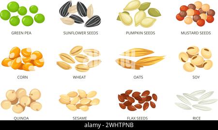 Cartoon plant seeds with labels. Food packaging icons for green pea, sunflower, pumpkin, mustard, corn, wheat, oats, soy, quinoa, sesame, flax and Stock Vector