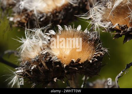Cynara scolymus, Jerusalem artichoke Stock Photo