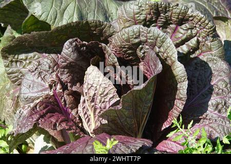 Lactuca sativa Romana Lila, lila lettuce Stock Photo - Alamy