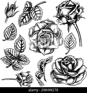 Set of roses, flowers, leaves, buds, graphic vector black and white illustration. A design element of a flower card, a wedding invitation. For packagi Stock Vector
