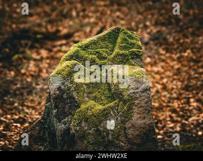 Lush moss growing on a rock surrounded by a woodland setting Stock Photo