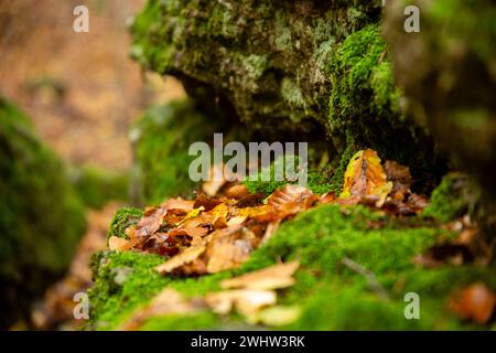 Close-up of dry fallen beech leaves on moss in a crack between rocks Stock Photo