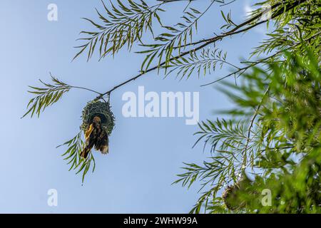 A village weaver bird, Ploceus cucullatus, hangs upside down on its nest, wings spread Stock Photo