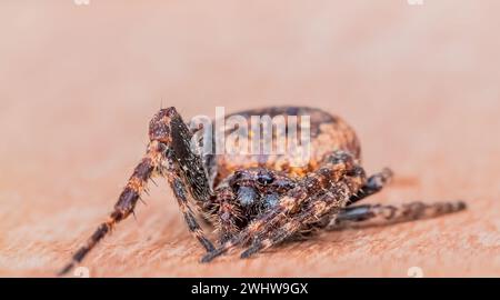 Garden cross spider Stock Photo
