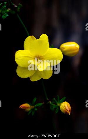 Vertical view of yellow jasmine (Jasminum mesnyi) flowers and buds on black background Stock Photo
