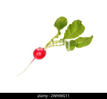 Radish isolated on white background. Garden radish . Stock Photo