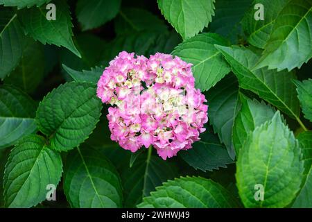 Blooming cultivar bigleaf hydrangea (Hydrangea macrophylla 'Endless Summer') in the summer garden. Stock Photo