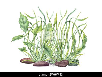 Aquarium green plants among pebbles. Marine composition with Sea grass, kelps, stones. Algae, seaweeds. Underwater herbs. Watercolor illustration. Stock Photo