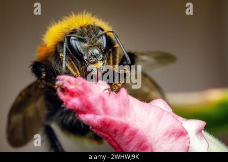 A close-up macro focus shot of a bumblebee collecting nectar from a pink flower on a blurred brown background. Stock Photo