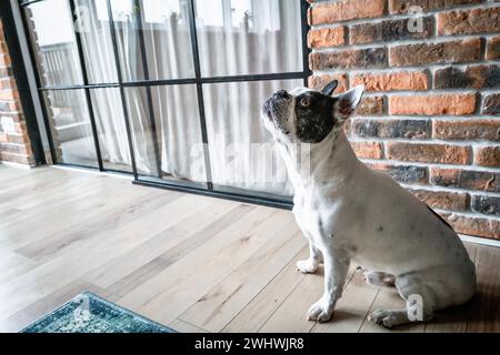 French Bulldog at home Stock Photo