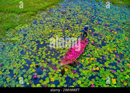 Aerial view of a person harvesting in the swamp pink lilies used as vegetables for cooking fish, Wazirpur, Barisal district, Bangladesh. Stock Photo