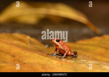 Strawberry poison-dart frog, Oophaga pumilio, formerly Dendrobates pumilio, Tortuguero, Costa Rica wildlife Stock Photo