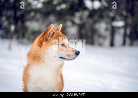 Head portrait of red Shiba inu dog in the snowy forest Stock Photo