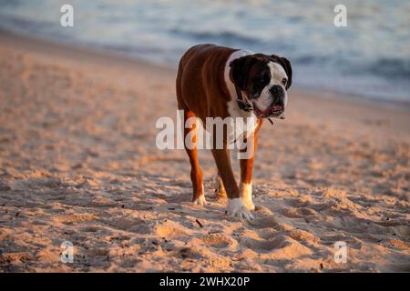 Old boxer dog walks on beach by the sea. High quality photo Stock Photo