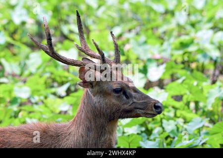 Male sambar deer with their pack Stock Photo