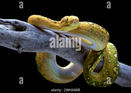 Green tree phyton in black background Stock Photo