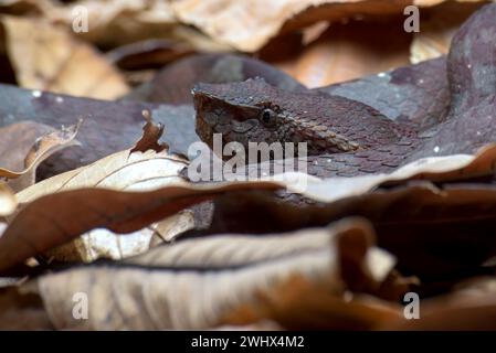 Flat nose pit viper hiding inside a leaves Stock Photo