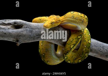 Green tree phyton in black background Stock Photo