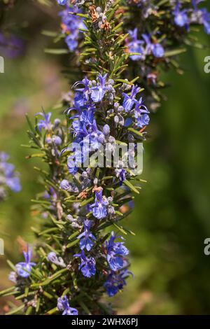 Rosmarin mit blau lila farbenen Blüten und unscharfem Hintergrund Stock Photo