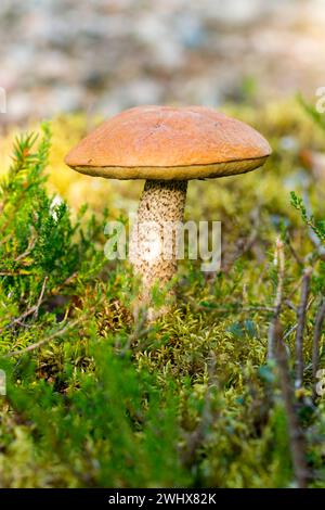 Orange birch bolete in a birch grove Stock Photo