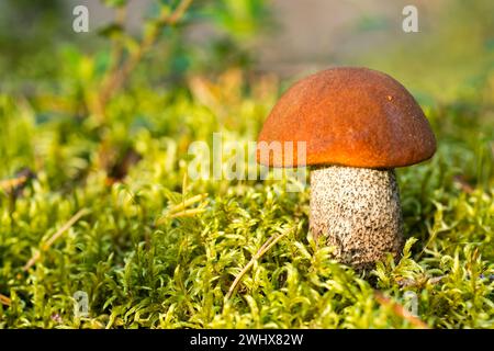 Orange birch bolete in a birch grove Stock Photo