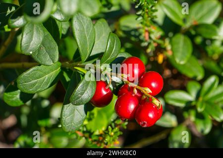 Cranberries between reindeer moss in Sweden Stock Photo