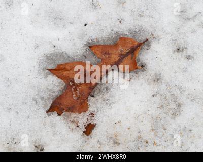 Weathered Oak leaf laying on snow. Quebec,Canada Stock Photo
