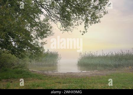 Lake shore with trees and reeds and a pale sunrise over the lake on a hazy morning, natural landscape, copy space, selected focu Stock Photo