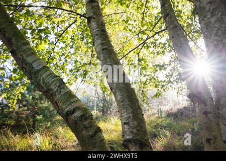 Sunshine through birch trees Stock Photo
