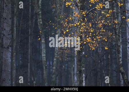 Orange birch tree in forest Stock Photo