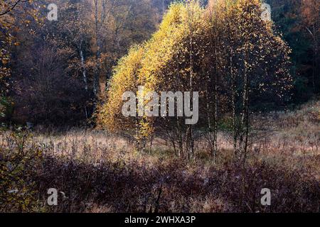Birch tree in orange autumn foliage Stock Photo