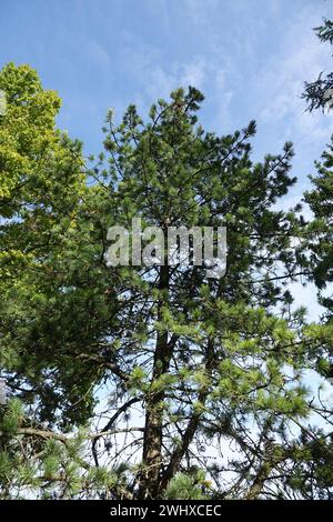 Pinus cembra, Swiss pine Stock Photo